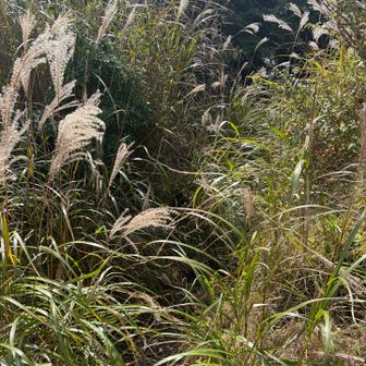 草ボウボウ
1時間くらい前に山カフェ関係者がヤビツから表尾根で来た時にこれでは通りたく無いと思ったそう🥺