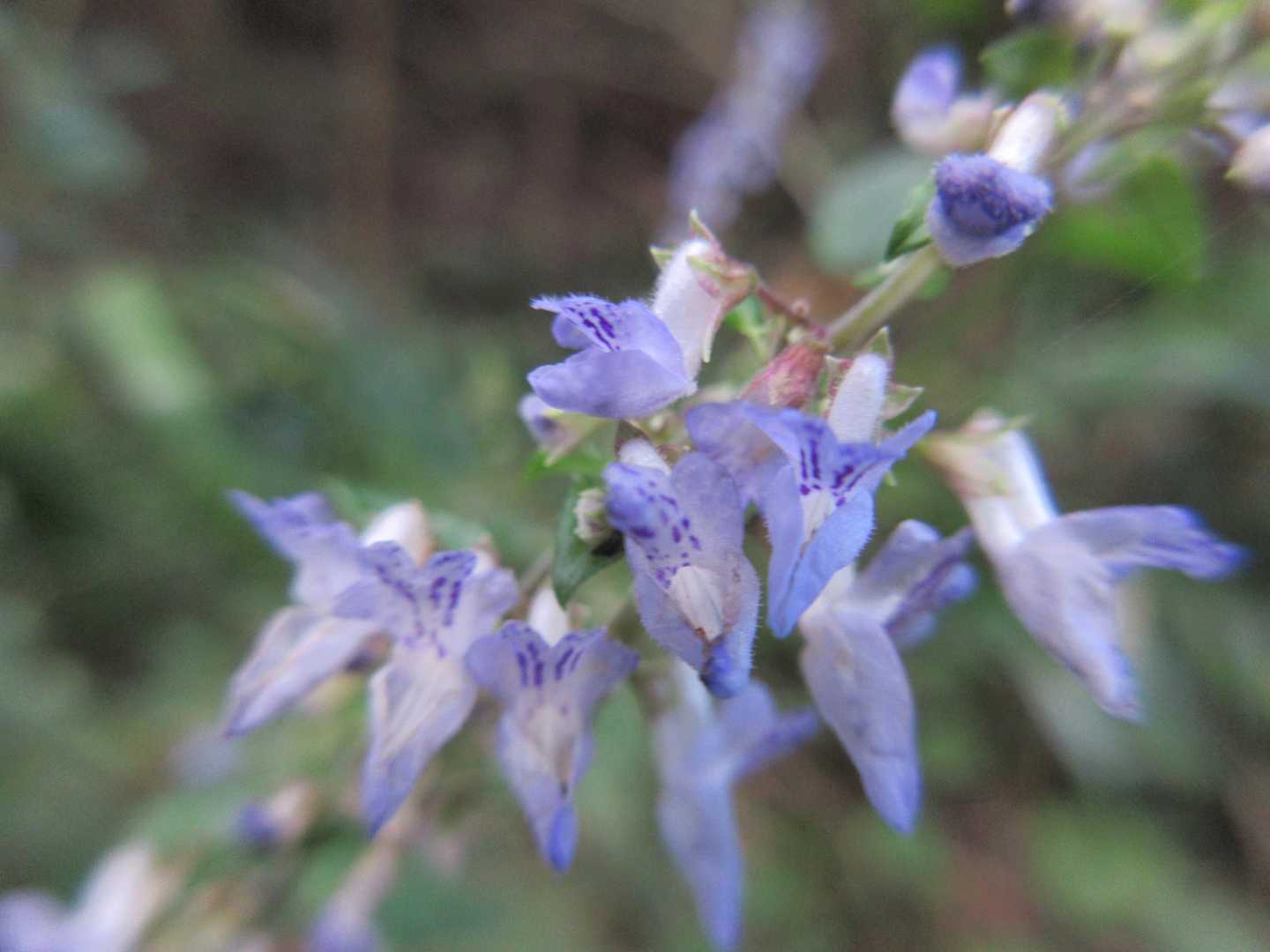 ❀