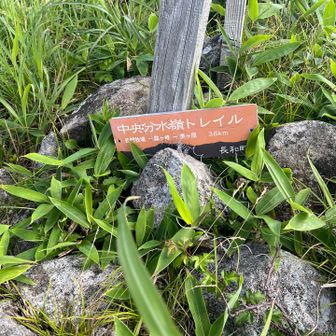 なんと南の耳山で分水嶺発見💡🧐🧐
