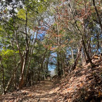 赤猿峠までのトレイルが美しい✨
