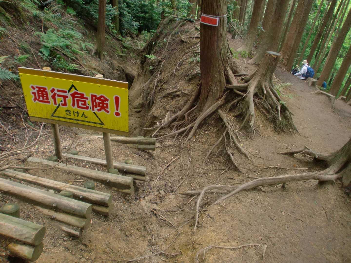 上りも下りも階段地獄です💦
尚且つ2日連続の雨で登山道はかなり泥濘んでいて、転倒する方も多数おられました