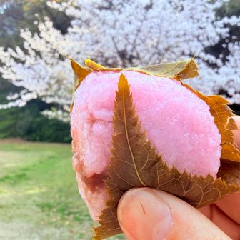前来た時よりグレー🩶が増えてたので
今日は一座プラスでけた✨