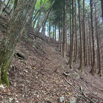 もうすぐ🔜尾根に到着