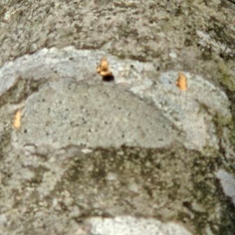 ムムッ、フレッシュな熊の爪跡…😱