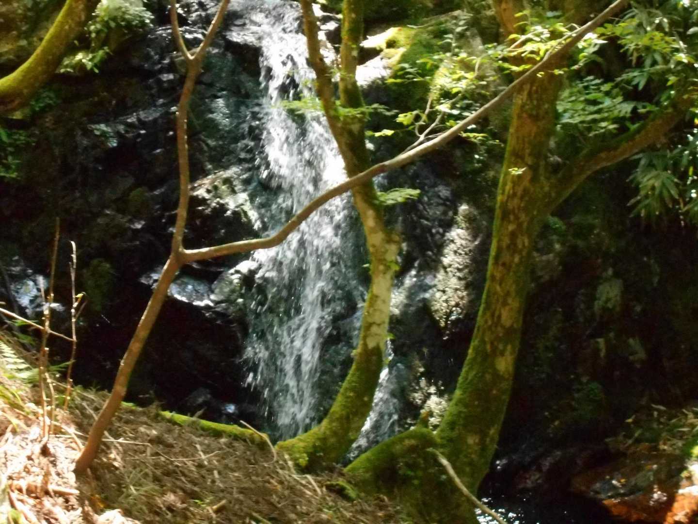 植松山 周回コースの写真