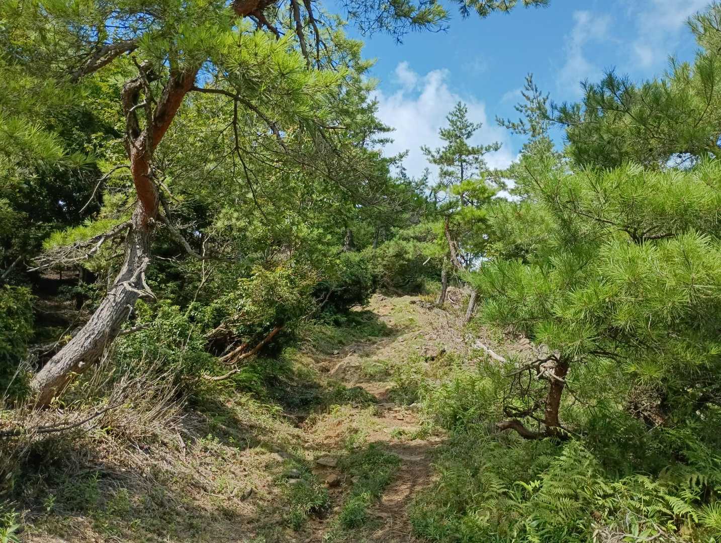 登山道