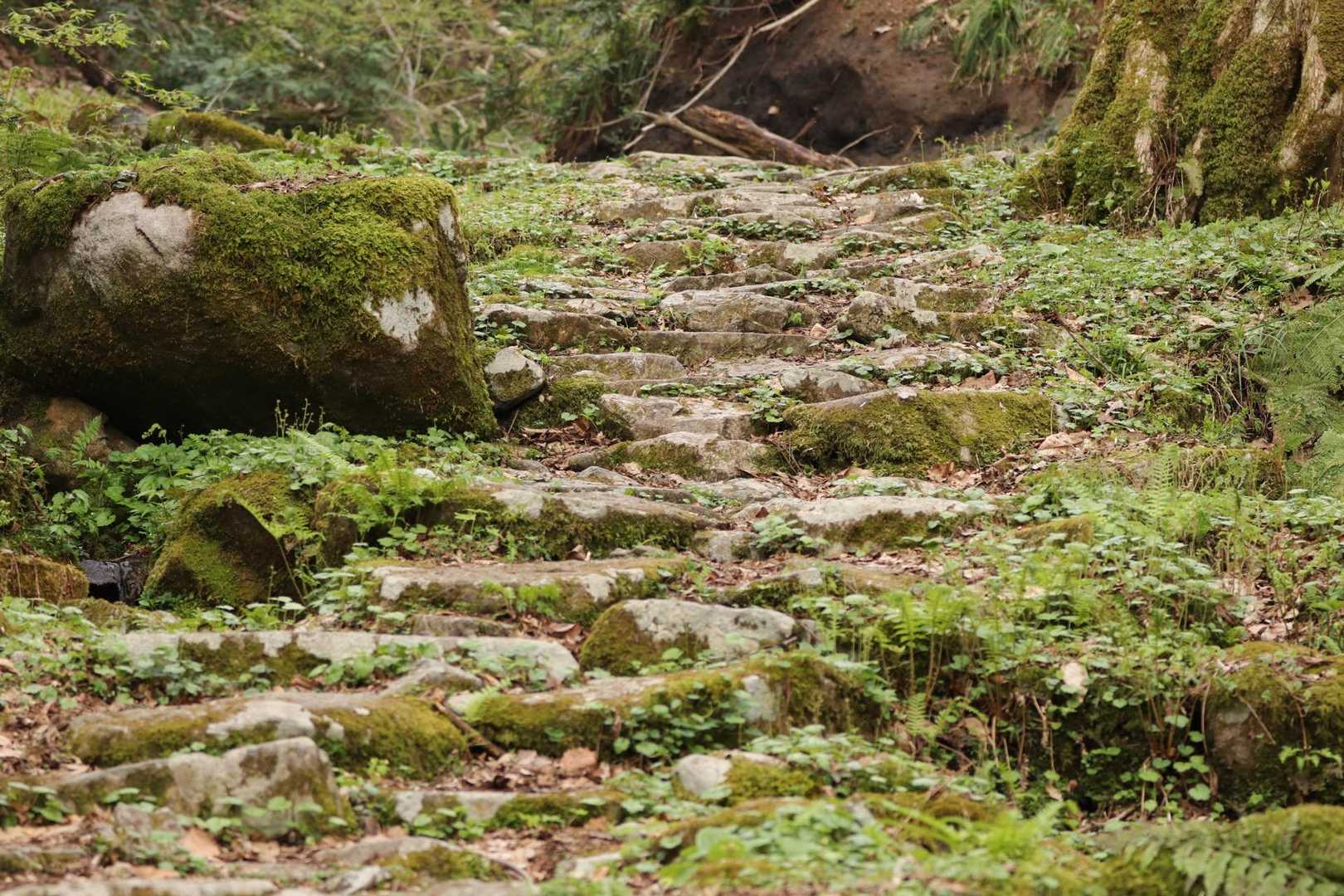 はじめての船通山！おじゃまします！

水の流れる音と小鳥のさえずり
にぎやか
雰囲気もいい！