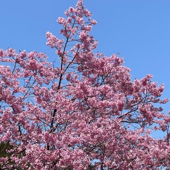 濃いめのピンクの桜。
今日はいろんな種類の桜に出会える。