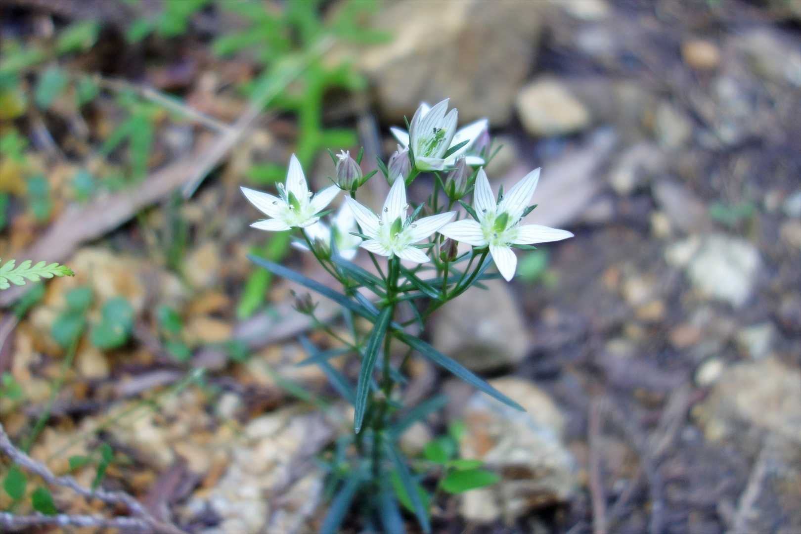 センブリの花らしい。
あのセンブリ茶です。