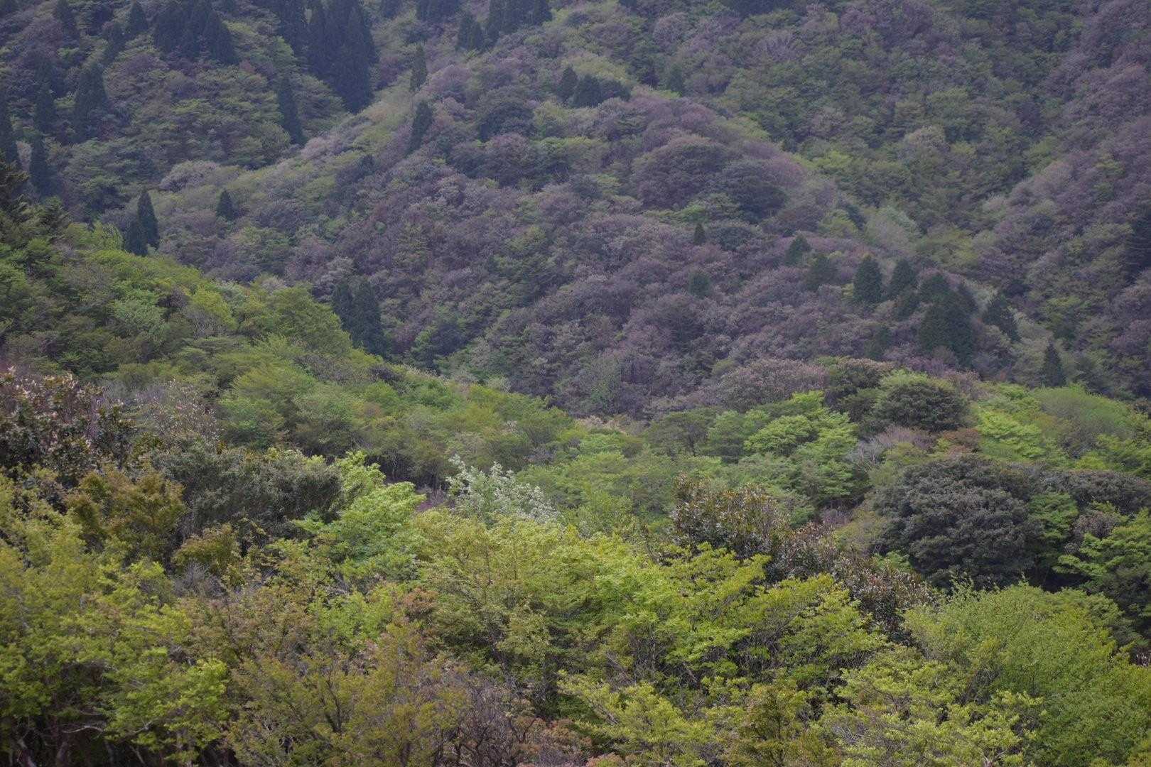 綺麗な景色に足が止まる。
しんどいのもあるけどね。
