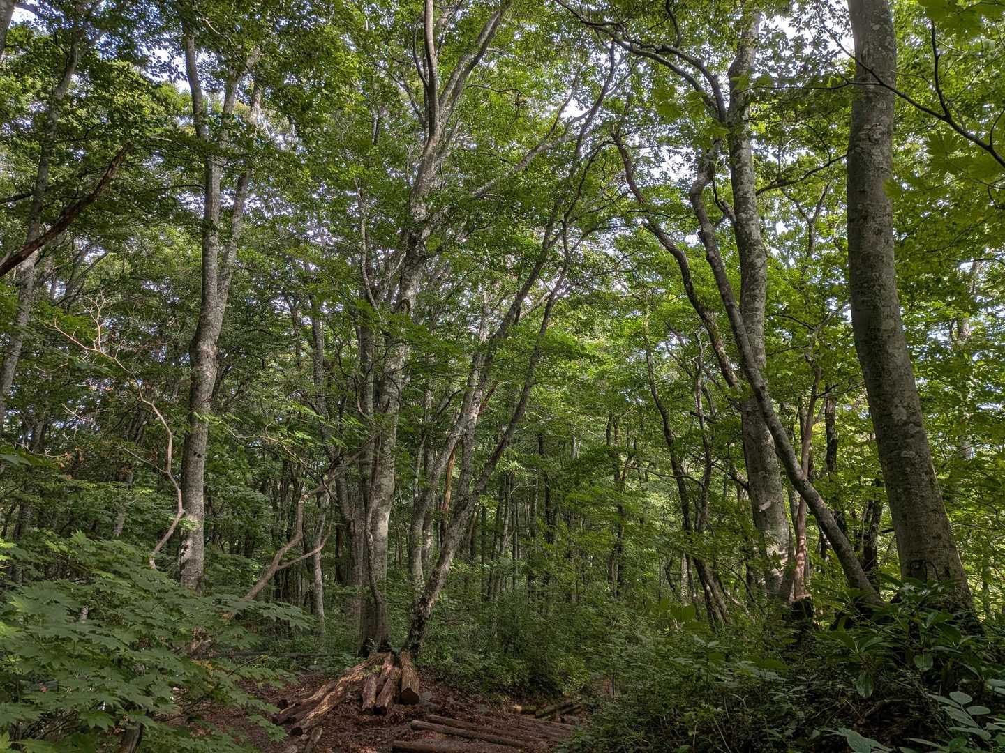 下に降りてきたら晴れてきました😆
綺麗なブナ林🌳