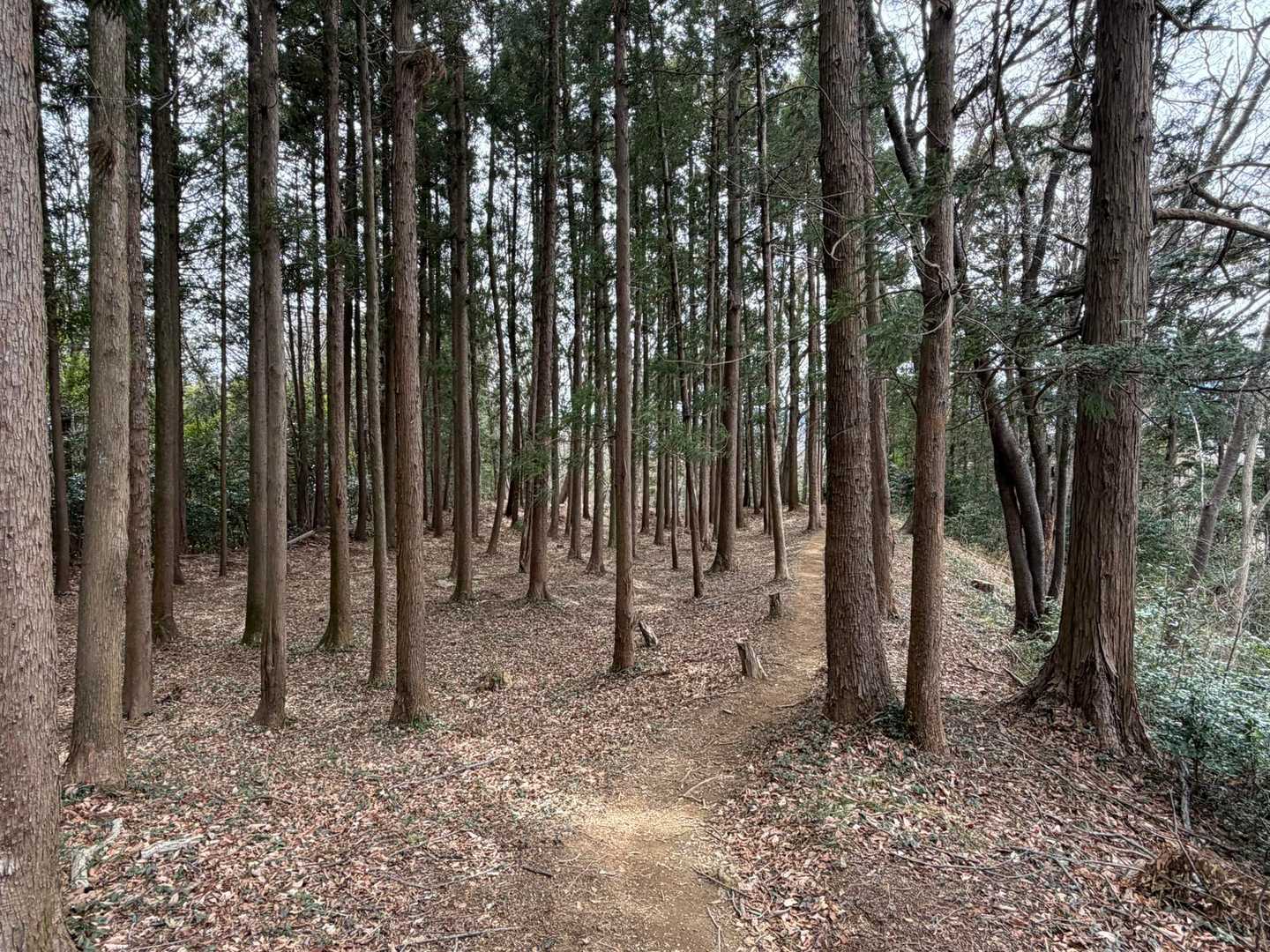 仙元山-城山 往復コースの写真