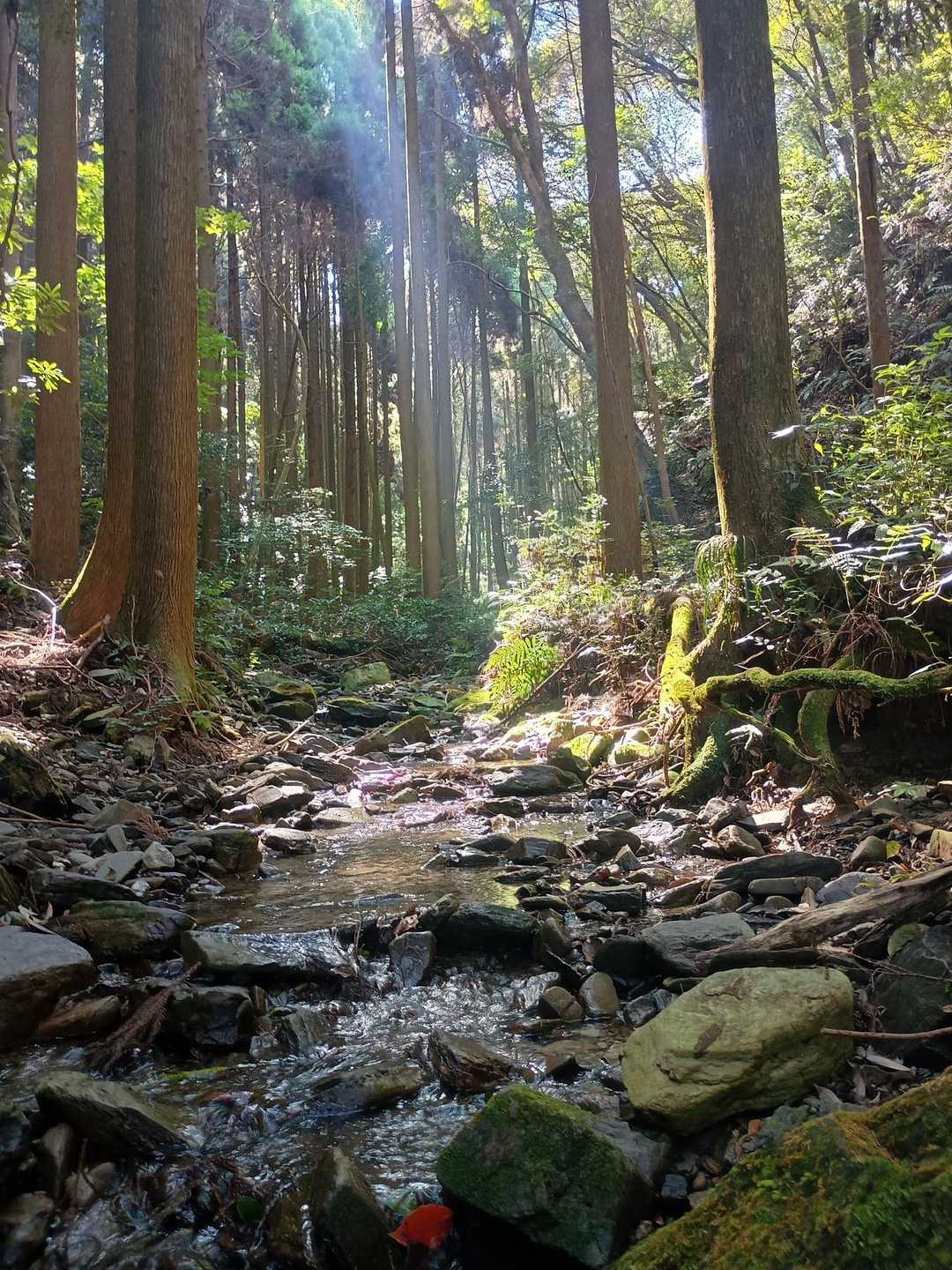 沢沿いの登山道