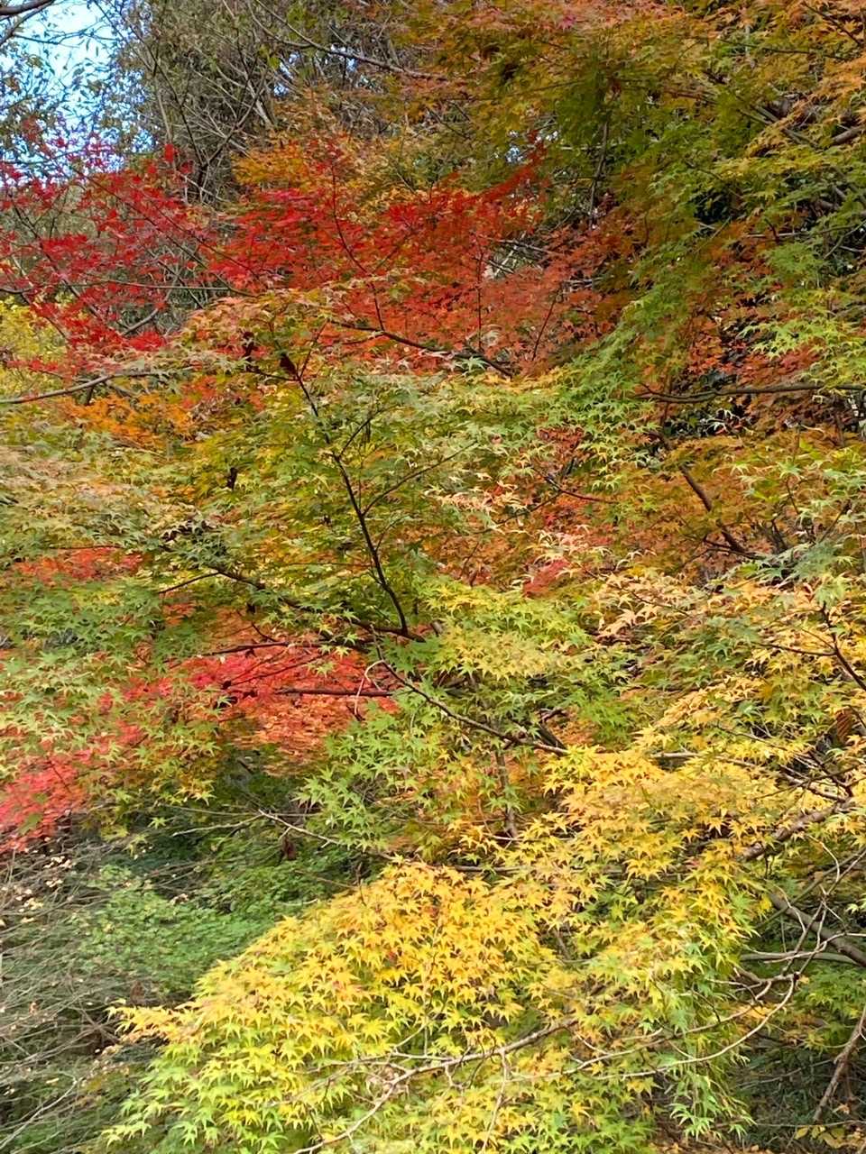 良いやん🍂🍁