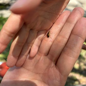 ナミアオハムシダムシ
調べたらすぐ出て来た割に一生覚えられなさそうな名前