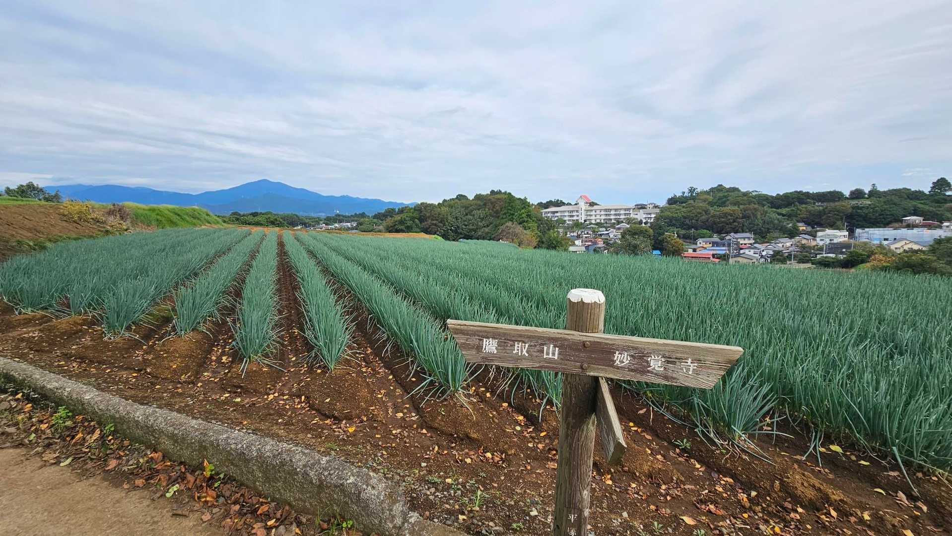 鷹取山から弘法山へ / ゆーぴーの登山データ | YAMAP / ヤマップ