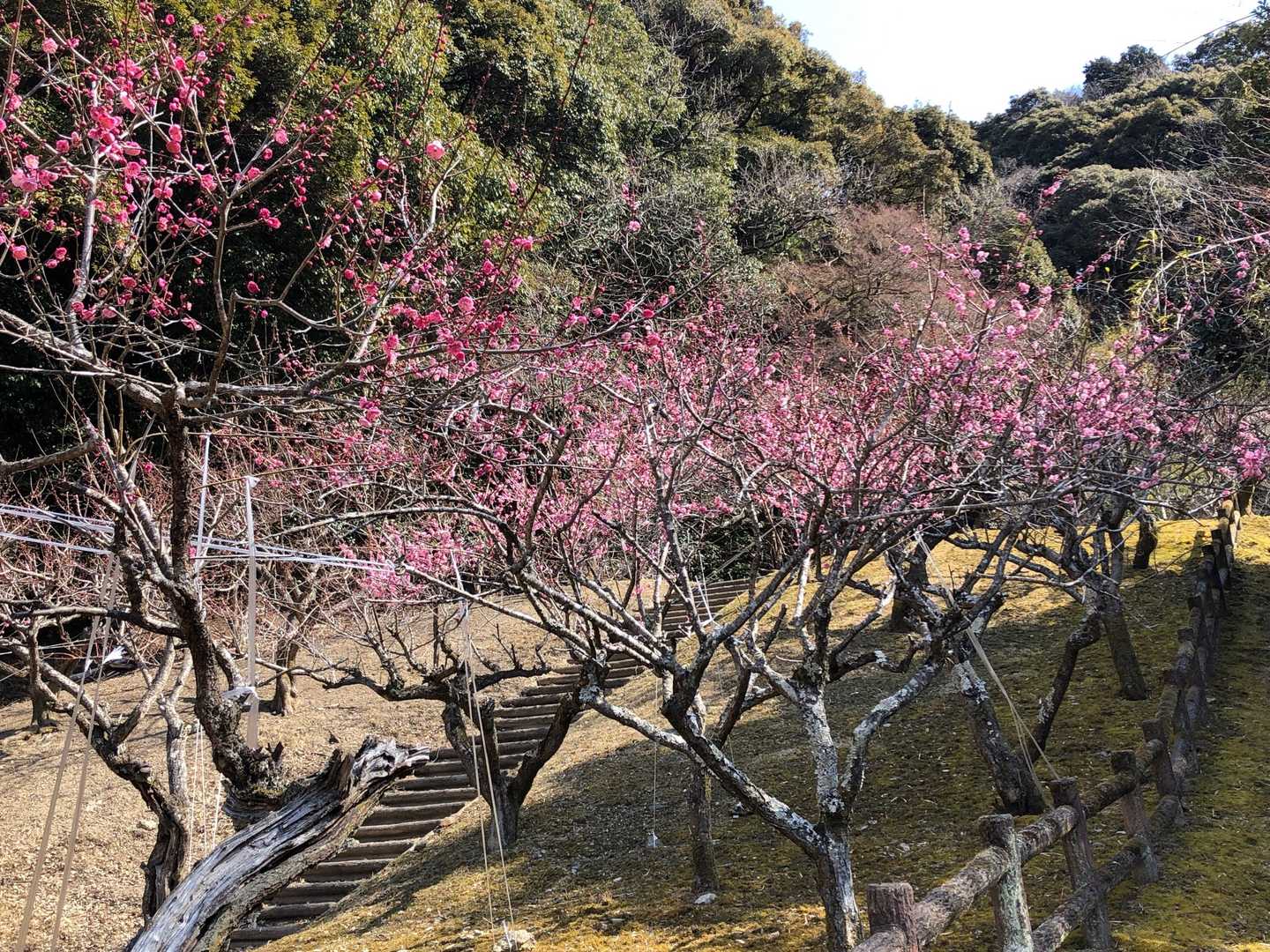 梅林、もう少しで見頃というところ。今年はどこも遅いようです。