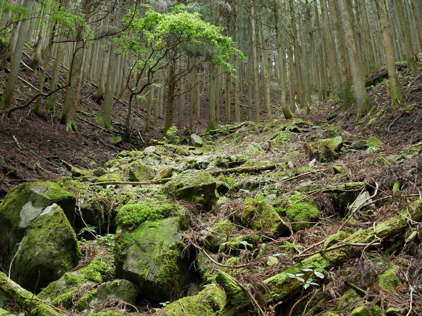 苔が良い感じ💓
右側歩いて行きます🎵
お天気良いけど、風もあり、良い感じに歩けてます🎵