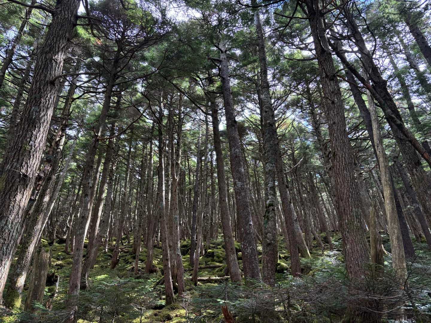 好きやなー八ヶ岳の森🌳