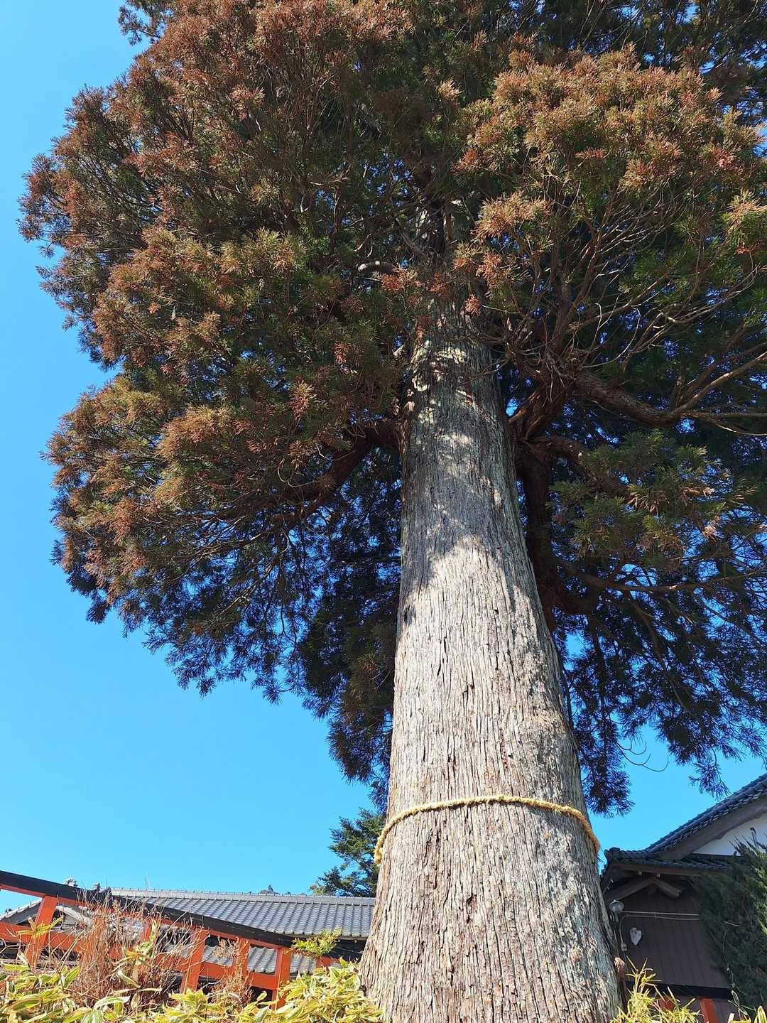 大きな木
