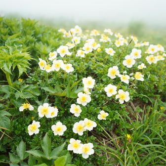 ホント、花がきれい