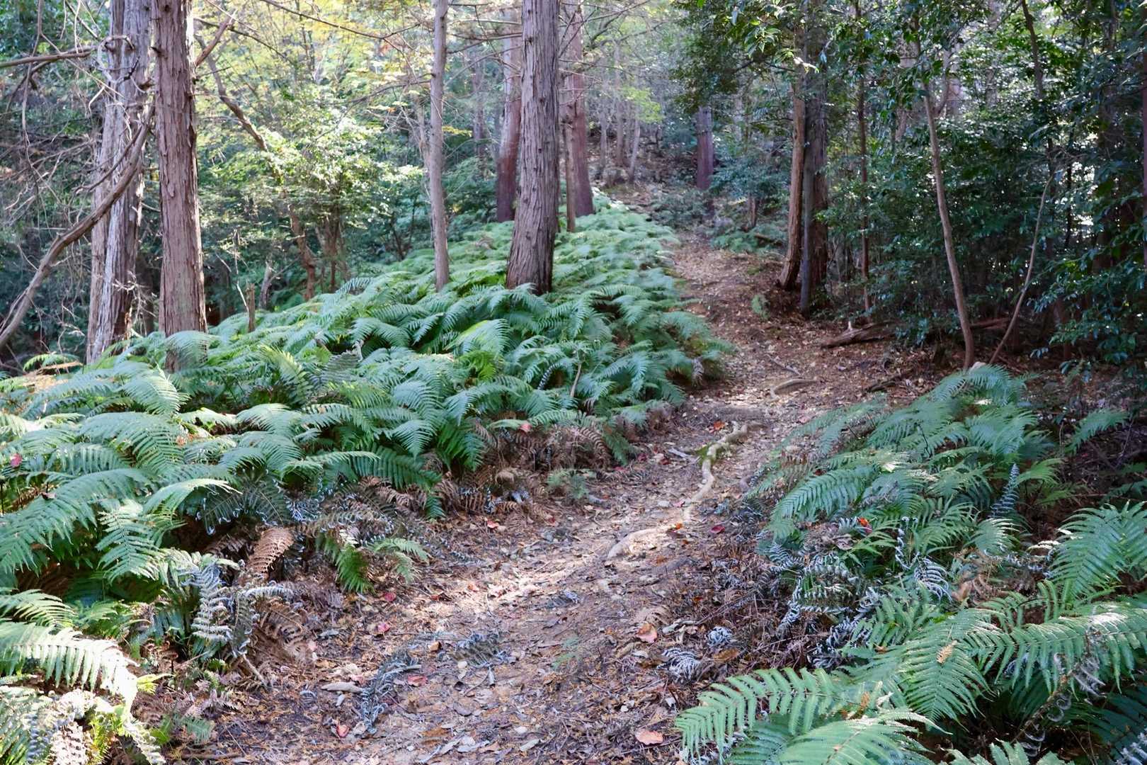 シダの道🌿