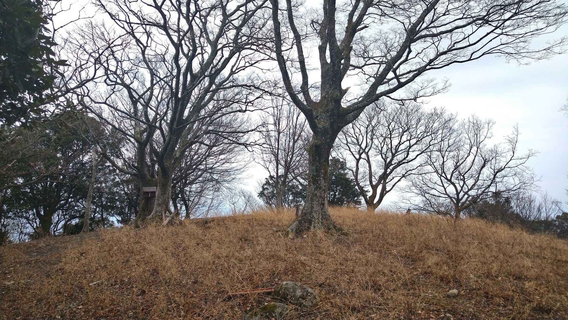 頂上付近は開けていますが、眺望はありません。