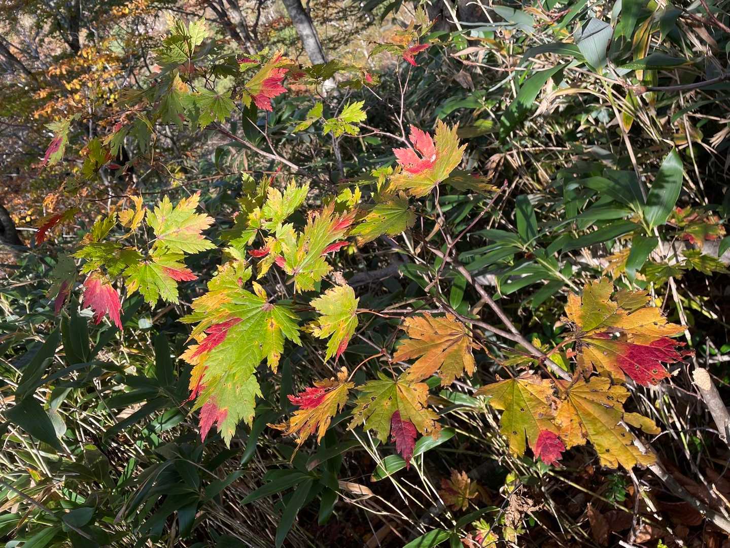 🍁