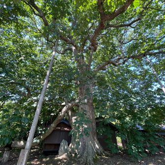 枝を支えているんだね
推定樹齢850年❗️