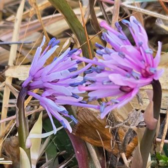 おやおや このお二方はおしゃべりに夢中…