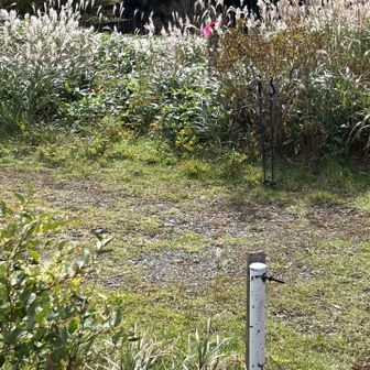 山荘からの登山口がわからず、探しました。下山時にピンクテープを付けました。