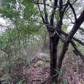 登りでプレートを見つけられなかった大石山。
若干ヤブってました。蜘蛛の巣がっ🕸️