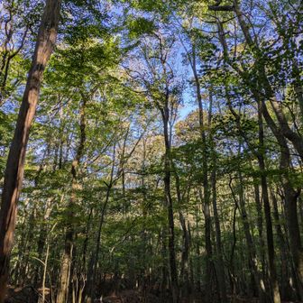 続々と登山者が登ってきますが、上はガスてるよ😆