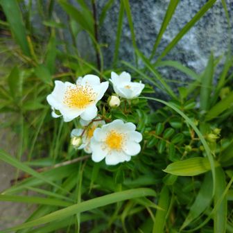 ノイバラ