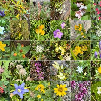 今回の北アルプスで出会った高山植物
（2026年8月31日〜9月3日）

① オヤマリンドウ？
② ミヤマアキノキリンソウ
③ ミヤマワレモコウ？
④ ミヤマゼンコ類？
⑤ シラタマノキ（実）
⑥ コケモモ（実）
⑦ ウメバチソウ
⑧ ネバリノギラン？
⑨ ミヤマアキノキリンソウ
⑩ ハクサンフウロ
⑪ ミヤマアキノキリンソウ
⑫ ハクサンボウフウ類？
⑬ ミヤマキンバイ／ミヤマキンポウゲ類？
⑭ イワベンケイ（実）？
⑮ イワショウブ
⑯ ミヤマホツツジ？
⑰ ミヤマアキノキリンソウ
⑱ ミヤマトリカブト
⑲ タカネアザミ類？
⑳ チングルマ（実）
㉑ ミヤマダイモンジソウ？
㉒ トウヤクリンドウ
㉓ イワツメクサ類？
㉔ ミヤマキンポウゲ類？
㉕ ウラジロナナカマド（実）？
㉖ ミヤマリンドウ
㉗ ミヤマアキノキリンソウ
㉘ ウサギギク
㉙ タカネナデシコ？
㉚ ウメバチソウ

※「？」が付いているものは、写真だけでは種の確定が難しいものです。

チャッピー調べ