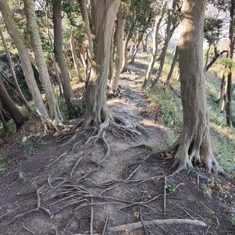 今日は珍しくブランコ側に降りて行きます。

富士山綺麗だろうし。