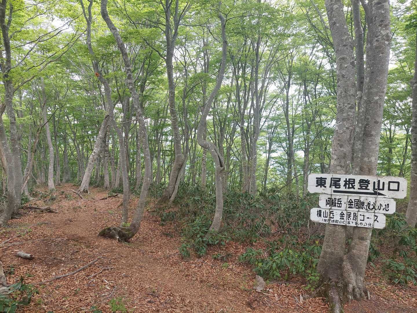 もう1つピーク取りに行きます