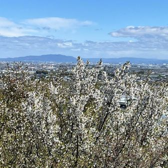 桜越しに🌸猿投山⛰️