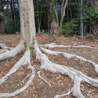 例のタコ足の木