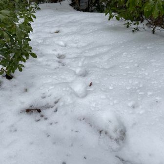 またまたなにかの動物の足跡