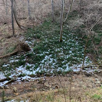 ここだけ緑🟢
龍の髭の様な。もっと葉が長いけど。