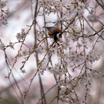 ヤマザクラの蜜を吸う、ヤマガラ