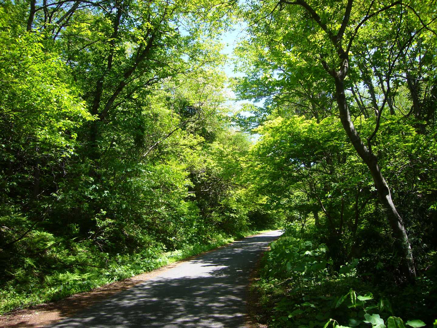 常夏とはいえ見事な新緑🌳