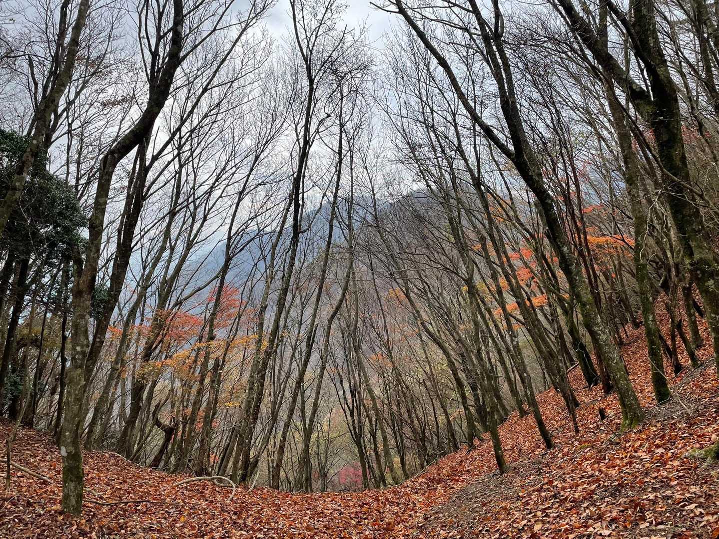 パノラマ台下バス停-パノラマ台入口-根⼦峠-パノラマ台-精 周回コースの写真