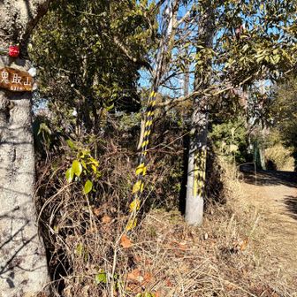 鬼取山標識発見
フィールドメモ見なければ気づかなかった