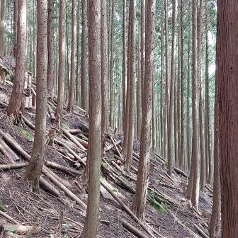 こんな斜度のところ登っていく…たくましい