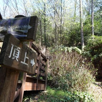 明神山に登ります。