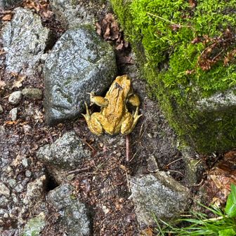 鏡平以降は大雨のなか下山したゲコ🐸