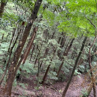 帰り道　
別のルートで降ります