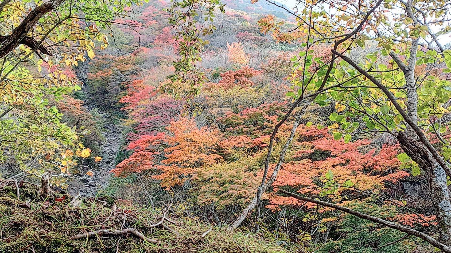 くじゅう登山口-雨ヶ池越-諏蛾守越-三俣山-指山自然観察路 周回コースの写真